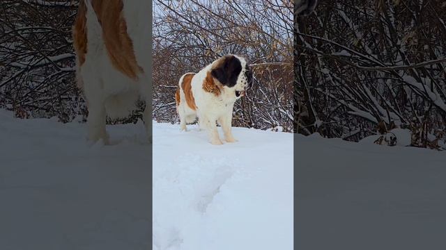 Наконец-то выпал снег ❄️☃️❄️