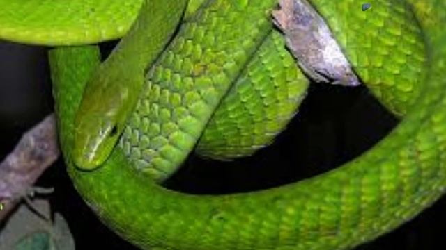 A Mamba Verde Ocidental é uma espécie de cobra venenosa que habita a África Ocidental.