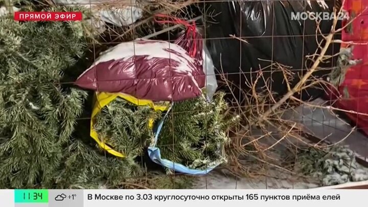 Собянин рассказал, куда москвичи могут сдать на переработку новогодние деревья
