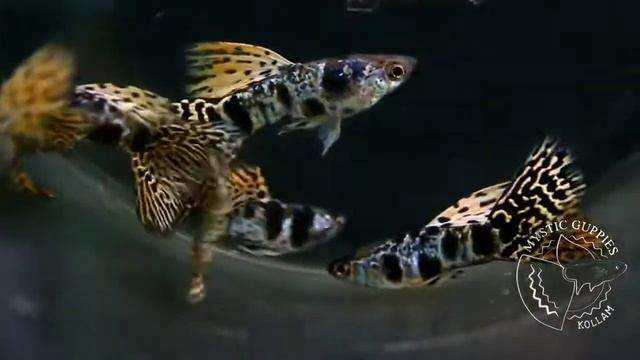 Yellow Tiger King Cobra Guppies