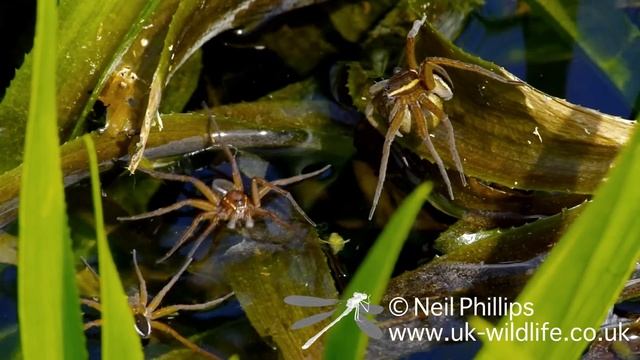 Fen Raft Spider at Suffolk Wildlife Trust Waveney Marshes