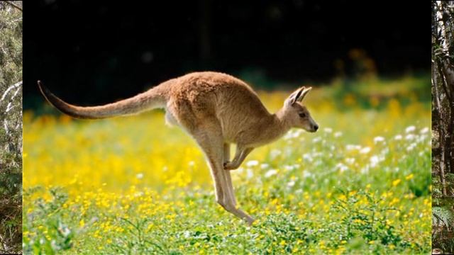 Skippy the Bush Kangaroo: Theme Song (Eric Jupp)