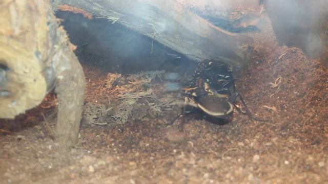 African tiger beettle: tug of war with grasshopper