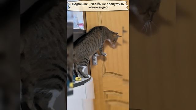 Умный кот