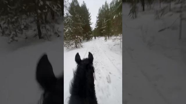 Места для конной прогулки постояльцев и гостей Гелио Парка. Курумочский лес