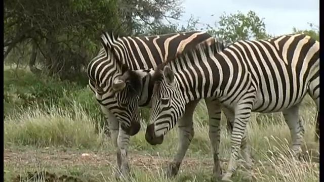 Stock Footage For Sale - ZEBRA - SD