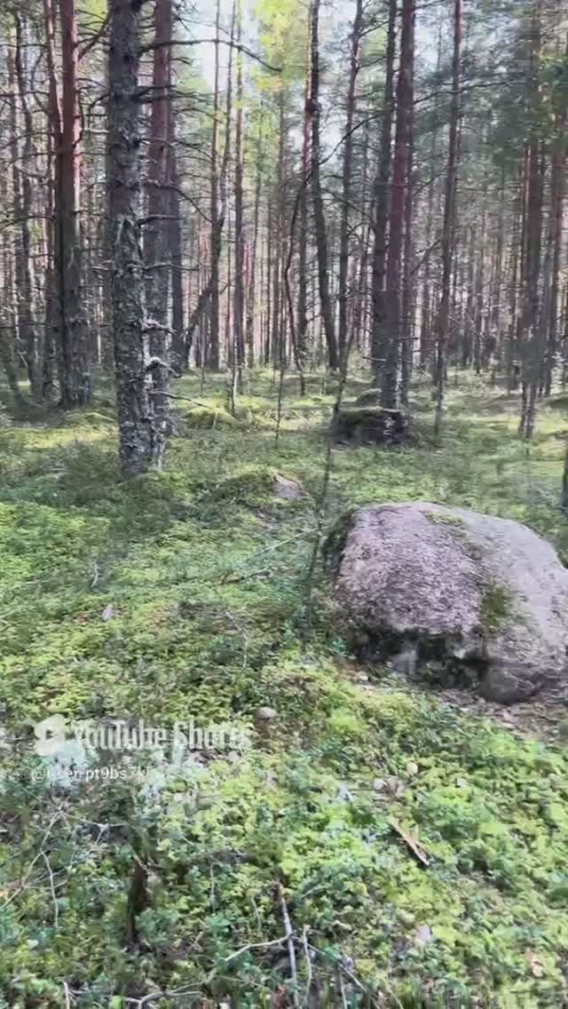 Сад камней в лесу#Rock garden in the forest#shorts#лес