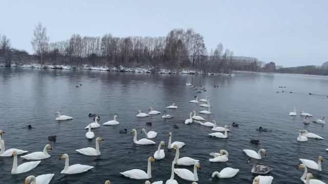 Лебединое озеро на Алтае.