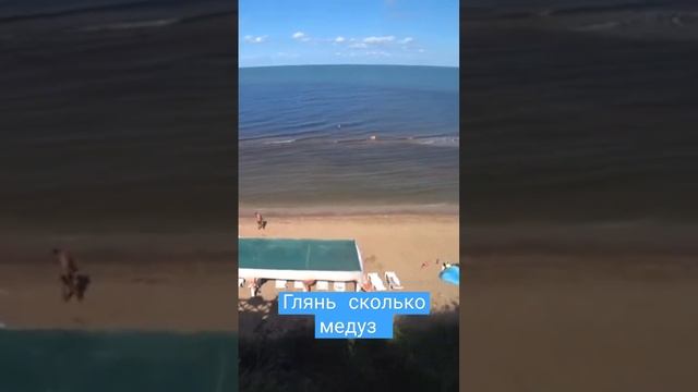 Очень много медуз в Азовском море! #shorts #медузы #море #краснодар