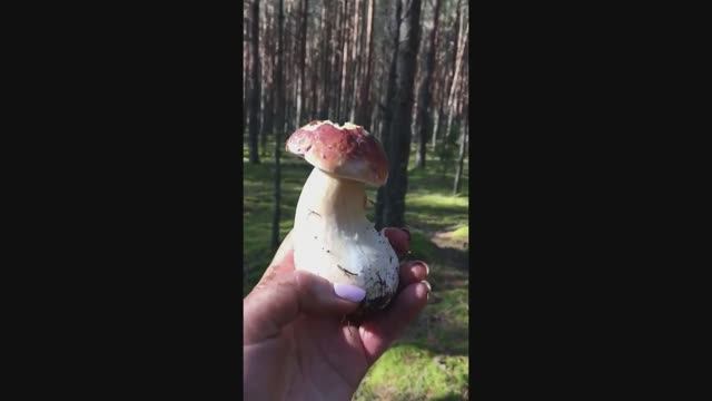 Грибная нарезка, часть1#Mushroom slices, part1#sorts #белые