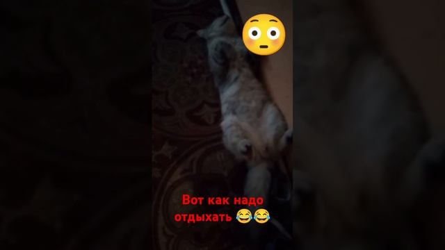 Вот как надо отдыхать