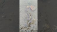 Микро джиг, мини джиг-риг и воблера! НМРToday! OnlyCast! Catch&Release Priority!!!