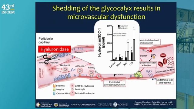 PATHOPHYSIOLOGY OF SEPSIS ASSOCIATED RENAL FAILURE (ISICEM 2024)