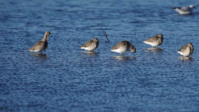 Nature and wildlife Black-tailed Godwit by "Camilla & I"