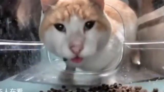 cat eating then staring at camera
