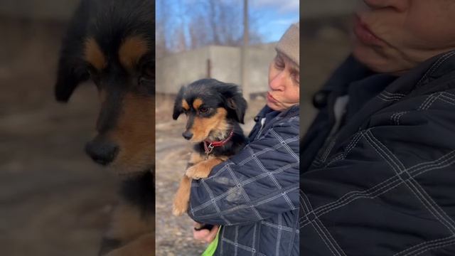 Милка - маленькая собачка с большим сердцем в поисках любящего дома 🏡