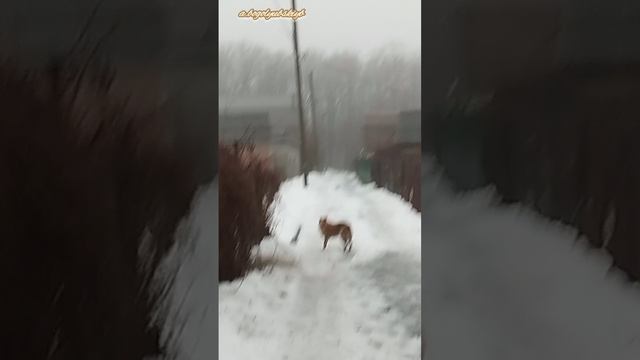 Собакен на дачах 🐕