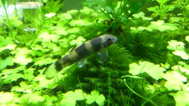 Protomyzon Pachychilus - Panda Loach