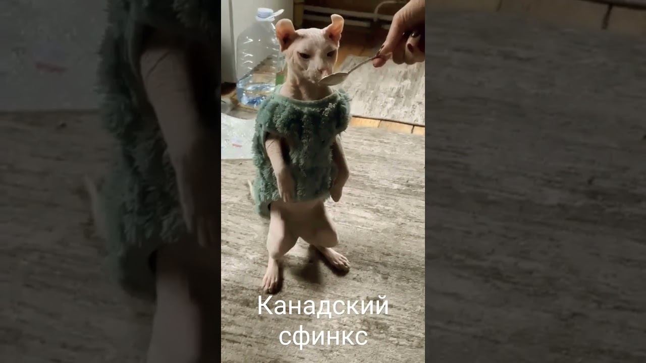 Котик сфинкс