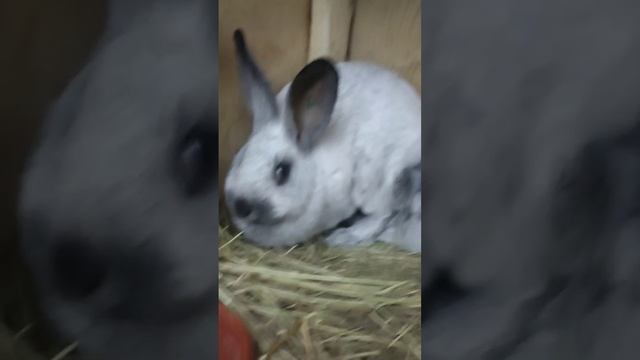 VID_20250115_191140_028.mp4