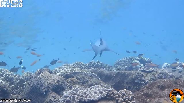 Shark Whitetip Reef Shark