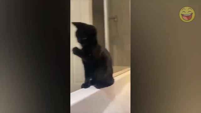 ПРИКОЛЫ С ЖИВОТНЫМИ ДО СЛЕЗ. Смешные коты и кошки. Приколы с КОТАМИ. Funny ANIMALS #22