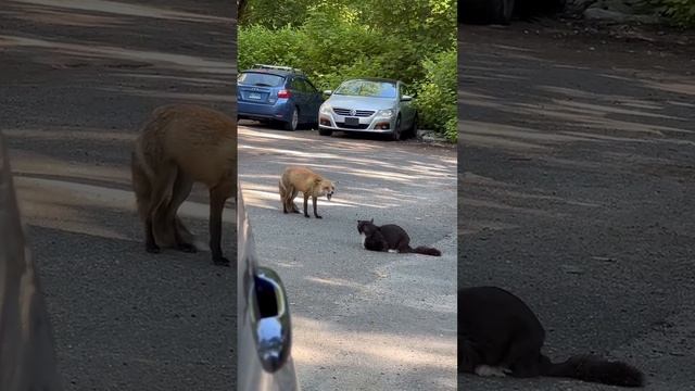 fox  and # cat fight #viralvideo #