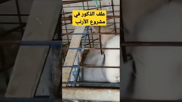 علف الذكور في مشروع الأرنب