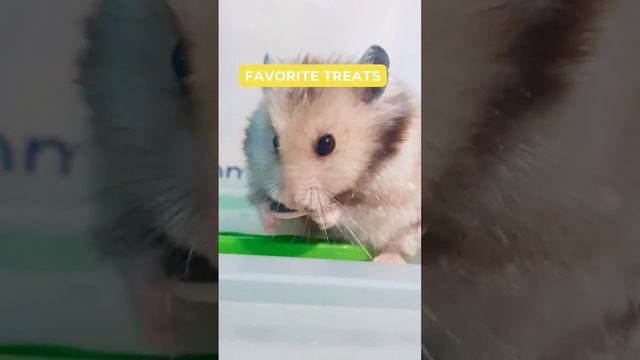 #shorts #shortvideo #videos #ytshorts #ytshort #hamster #pet #cute