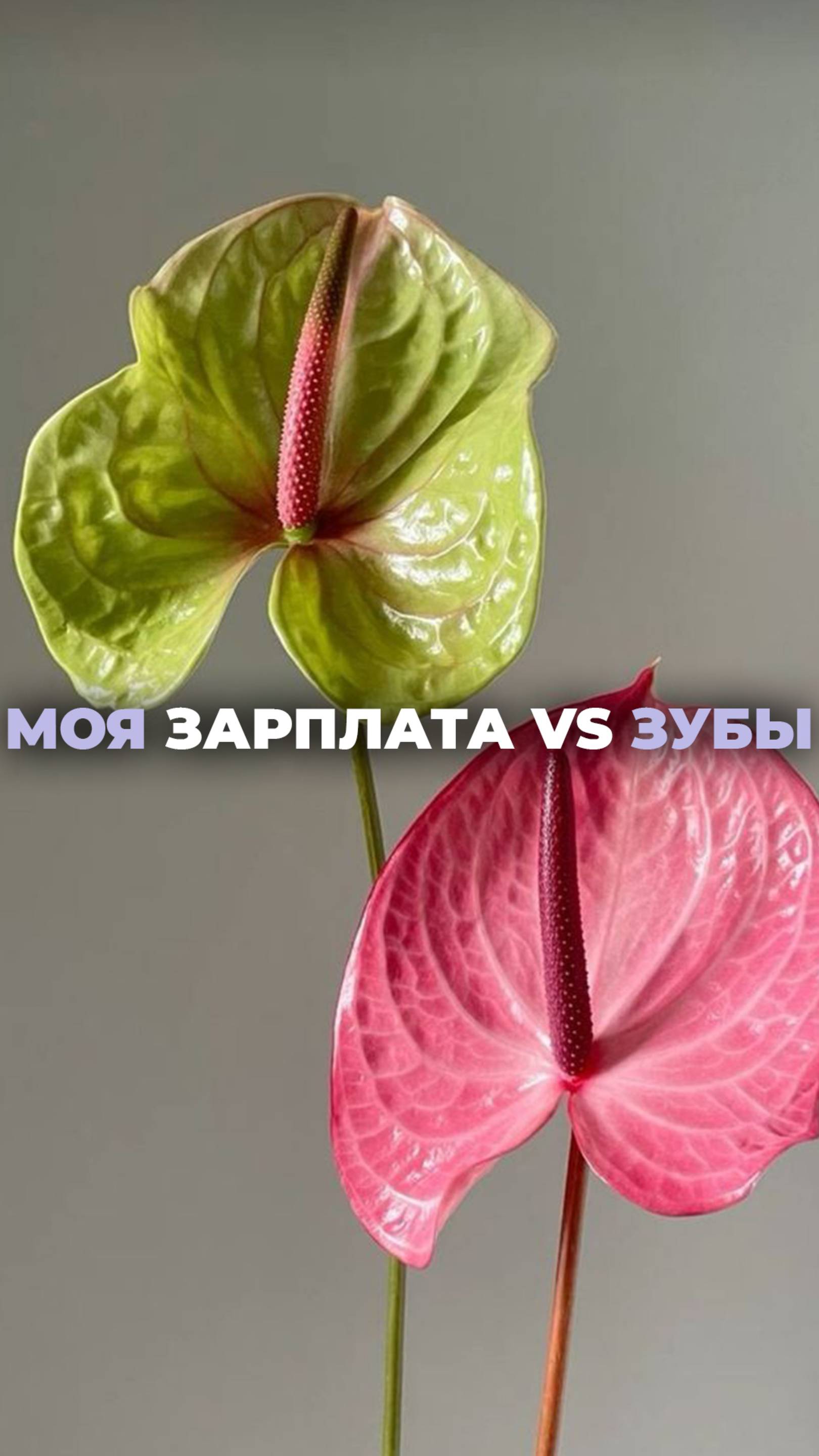 Моя зарплата VS зубы