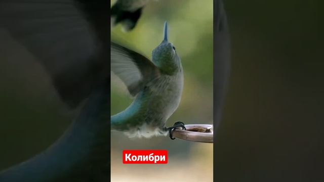 Колибри!мне очень нравиться это птичка!#шортсы#shorts