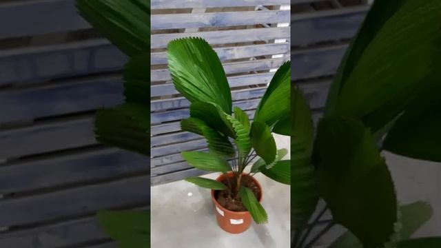Пальма комнатная Ликуала