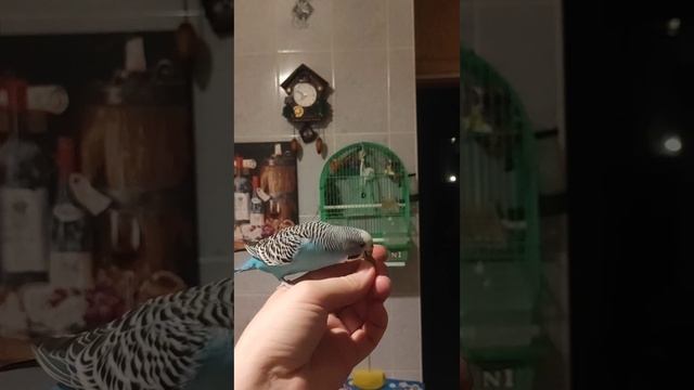 Волнистый попугай учит команду "Ко мне" и "Место"