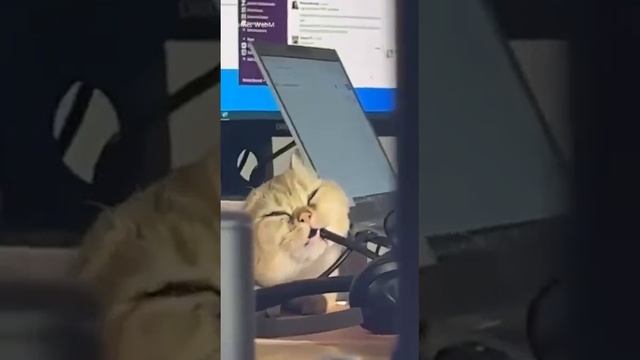 Кошачий ASMR