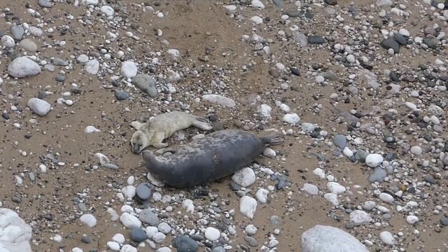 1 day old seal pup gets scritches from mother