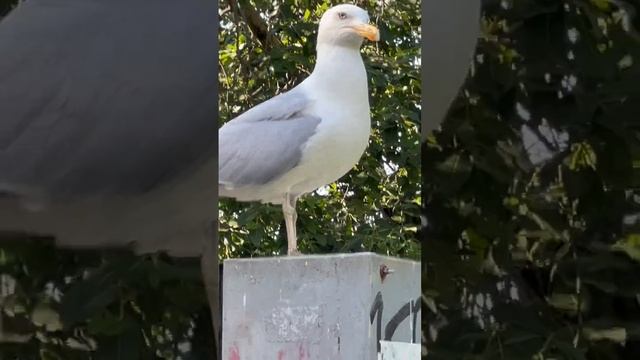 Кот и Чайка. Кто кого?