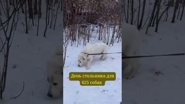 Стольник