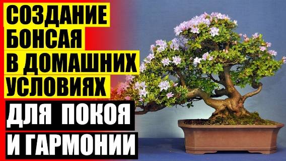 👍 ДУБ ДОМА В ГОРШКЕ
