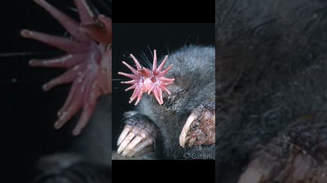 The mouse star mole is ugly but amazing #shorts