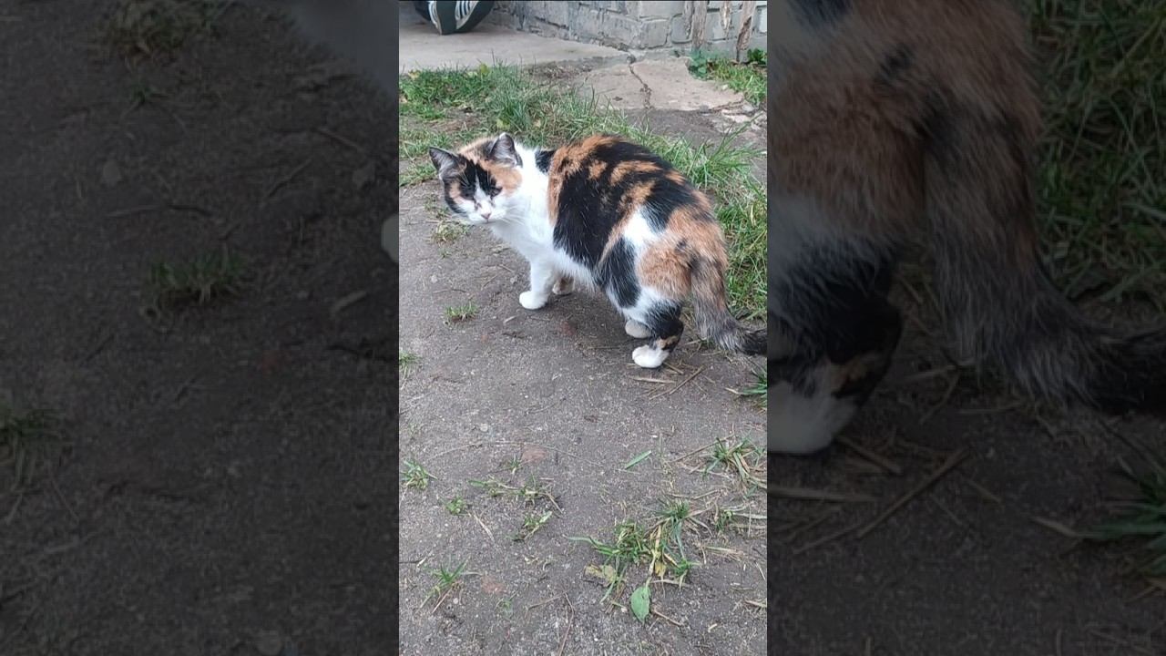 Кот в расслабоне