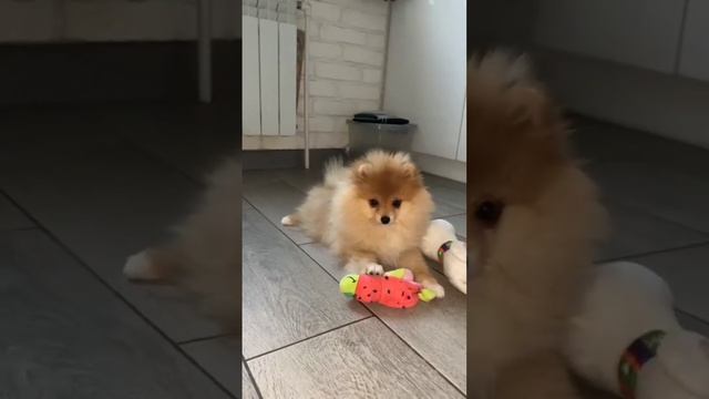 щенок шпица девочка #shorts #puppy #щенок #шпиц #собака #spitz