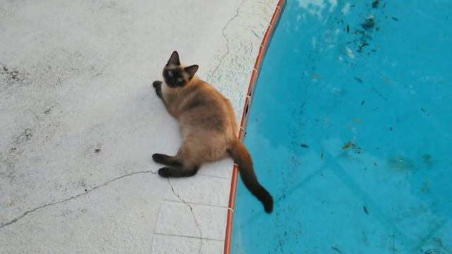 That Pussy is burning! WTF , Cat goes for a dip in the pool , Meowing, Pur Fect, lol, Ominus