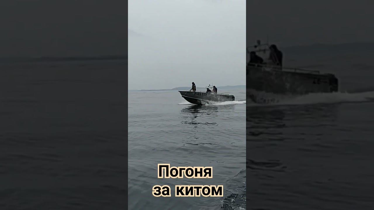 Погоня за серым китом