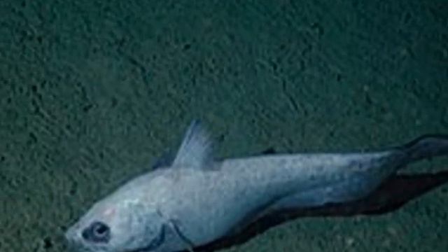 Goblin Shark Past and Present