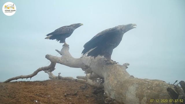 Приоткрывая заповедные двери… Пернатый концерт