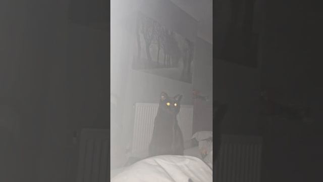 🐱