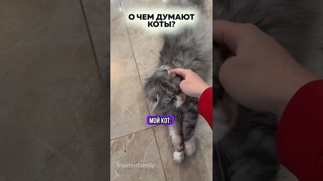 О чем думает кот