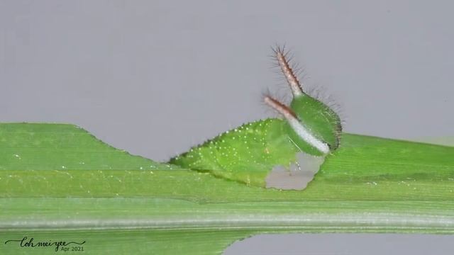 5th instar of the Common Evening Brown (Melanitis leda leda)