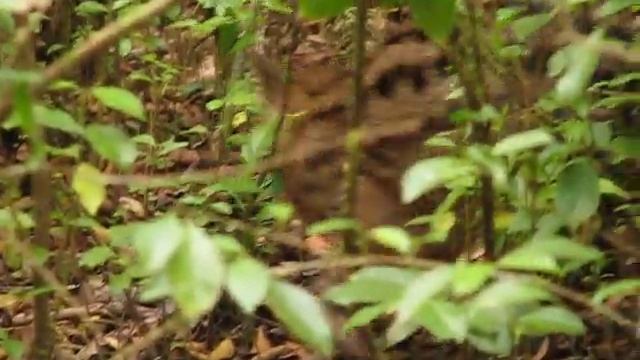 Fanaloka - Madagascar Striped Civet