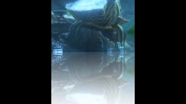 My trachemys scripta scripta. reflection pics